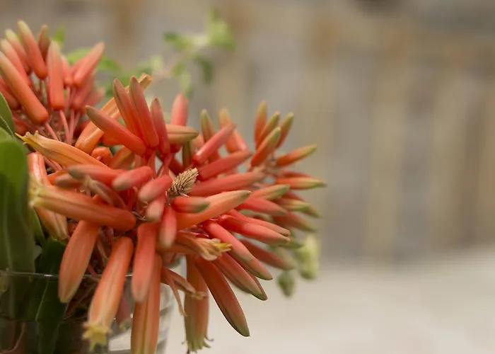 Appartement Antouanetta