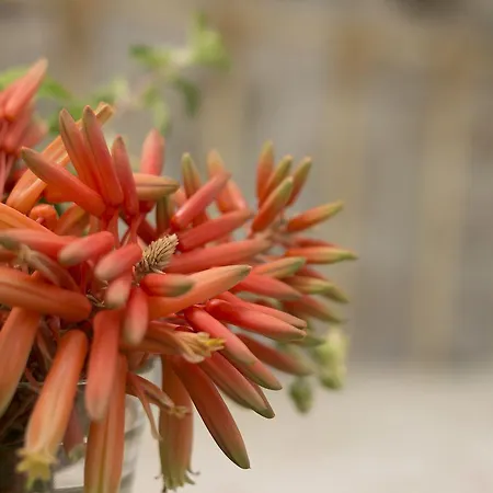 Διαμέρισμα Antouanetta